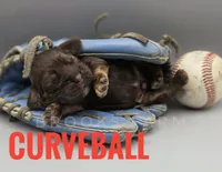 Curveball, a male Cocker Spaniel for sale in Bath, NC – Photo 1 of 3