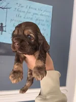 Curveball, a male Cocker Spaniel for sale in Bath, NC – Photo 2 of 3