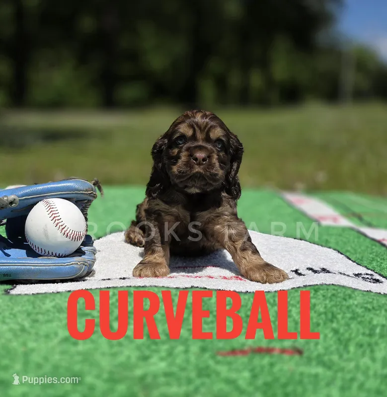 Curveball – Cocker Spaniel puppy for sale in Bath, NC