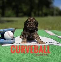Curveball - last one!, a male Cocker Spaniel for sale in Bath, NC – 5 of 9