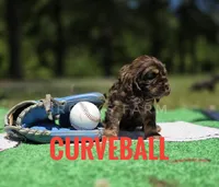 Curveball - last one!, a male Cocker Spaniel for sale in Bath, NC – 4 of 9