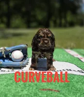 Curveball - last one!, a male Cocker Spaniel for sale in Bath, NC – 6 of 9