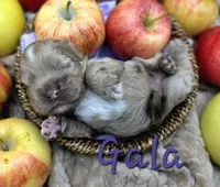 Gala, a female Cocker Spaniel for sale in Bath, NC – 5 of 5