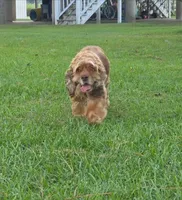 Hazel, a female Cocker Spaniel for sale in Bath, NC – 3 of 3