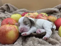 Granny Smith, a female Cocker Spaniel for sale in Bath, NC – 4 of 5