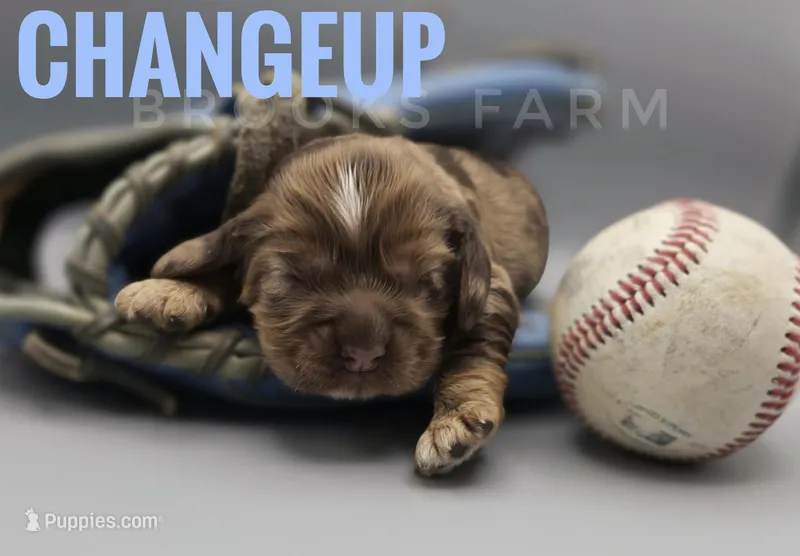 Changeup – Cocker Spaniel puppy for sale in Bath, NC