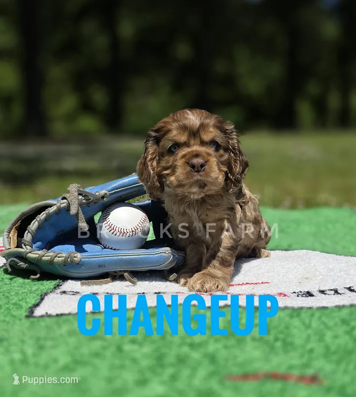 Changeup – Cocker Spaniel puppy for sale in Bath, NC