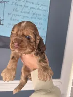 Changeup, a male Cocker Spaniel for sale in Bath, NC – Photo 2 of 2