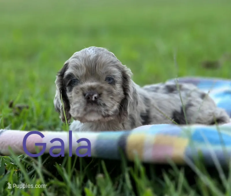 Gala – Cocker Spaniel puppy for sale in Bath, NC