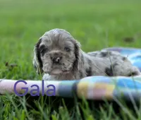 Gala, a female Cocker Spaniel for sale in Bath, NC – 1 of 5