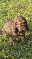Curveball - last one!, a male Cocker Spaniel for sale in Bath, NC – 2 of 9