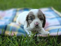 Granny Smith, a female Cocker Spaniel for sale in Bath, NC – 2 of 5