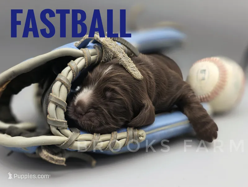 Fastball – Cocker Spaniel puppy for sale in Bath, NC