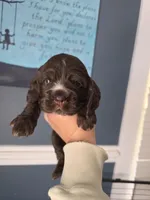 Fastball, a male Cocker Spaniel for sale in Bath, NC – Photo 2 of 2