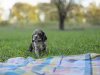 Fuji, a female Cocker Spaniel for sale in Bath, NC – 3 of 4