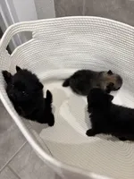 Stevie, a male Pomeranian for sale in Houston, TX – Photo 2 of 5