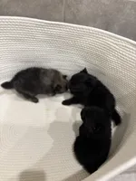 Stevie, a male Pomeranian for sale in Houston, TX – Photo 3 of 5