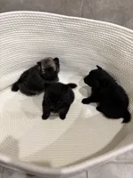 Stevie, a male Pomeranian for sale in Houston, TX – Photo 5 of 5