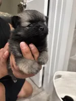 Stevie, a male Pomeranian for sale in Houston, TX – Photo 4 of 5