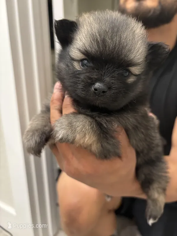 Stevie – Pomeranian puppy for sale in Houston, TX