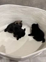 Mellow, a male Pomeranian for sale in Houston, TX – Photo 5 of 5