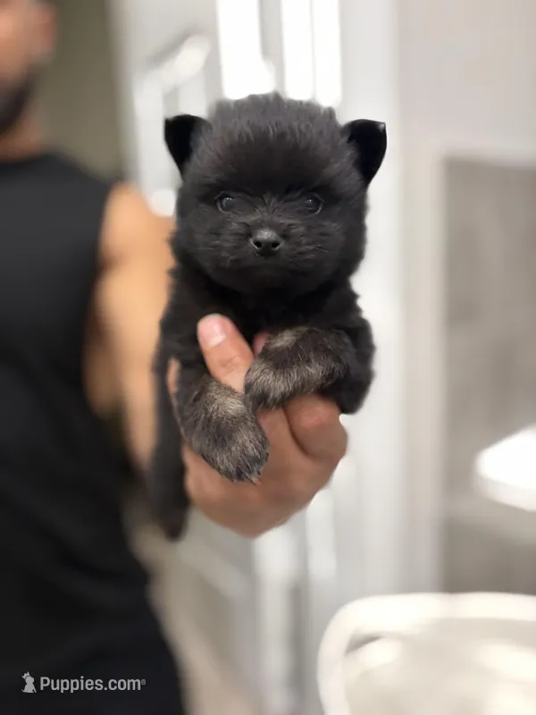 Mellow – Pomeranian puppy for sale in Houston, TX