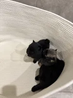 Mellow, a male Pomeranian for sale in Houston, TX – Photo 4 of 5