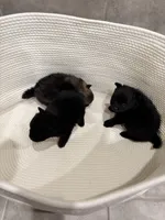 Ebony, a female Pomeranian for sale in Houston, TX – Photo 4 of 4