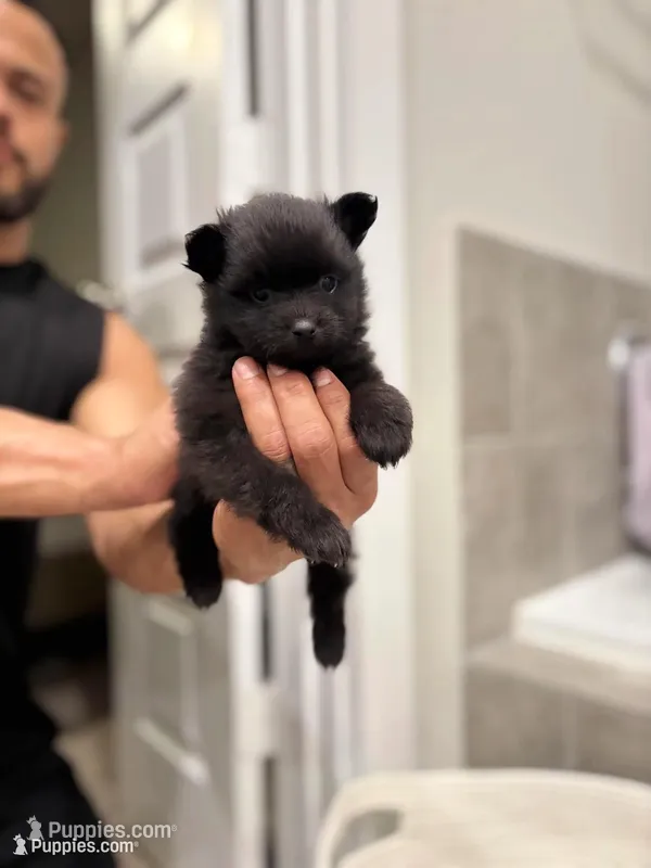 Ebony – Pomeranian puppy for sale in Houston, TX
