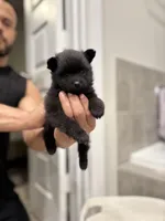 Ebony, a female Pomeranian for sale in Houston, TX – Photo 2 of 4