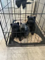 Ebony, a female Pomeranian for sale in Houston, TX – Photo 3 of 4