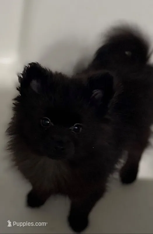 Ebony – Pomeranian puppy for sale in Houston, TX