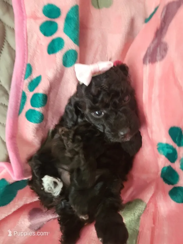Beauty – Poodle - Toy  puppy for sale in Copperas Cove, TX