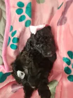 Beauty, a female Poodle - Toy  for sale in Copperas Cove, TX – 1 of 1
