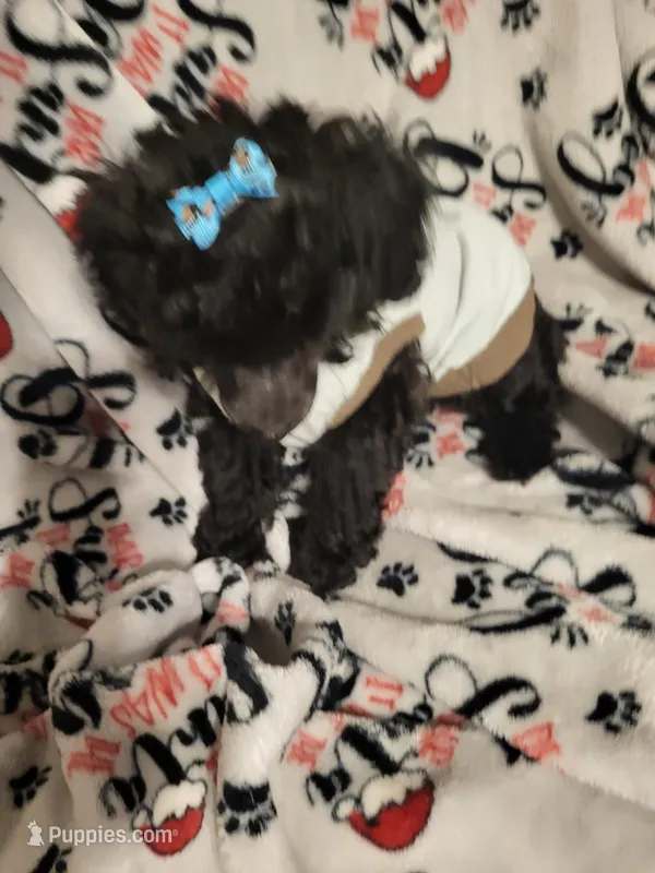 Beauty – Poodle - Toy  puppy for sale in Copperas Cove, TX
