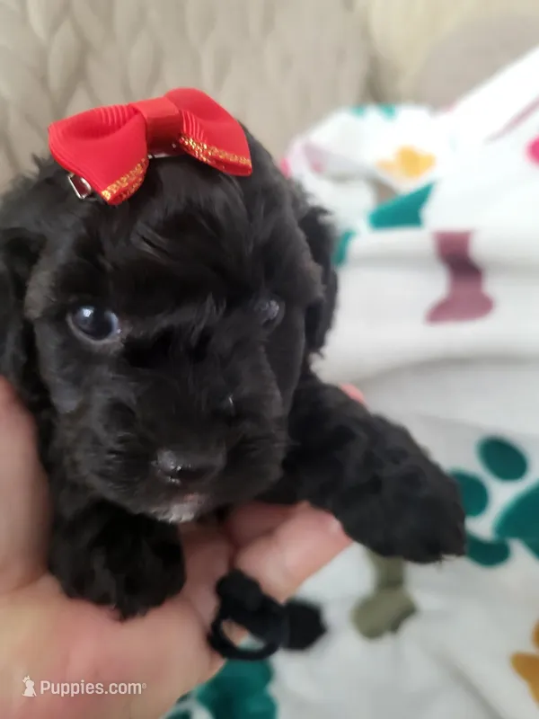 Annie Mae – Poodle - Toy  puppy for sale in Copperas Cove, TX