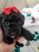 Annie Mae, a female Poodle - Toy  for sale in Copperas Cove, TX – 1 of 1