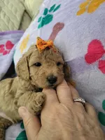 Golden boy, a male Poodle - Toy  for sale in Copperas Cove, TX – 1 of 1
