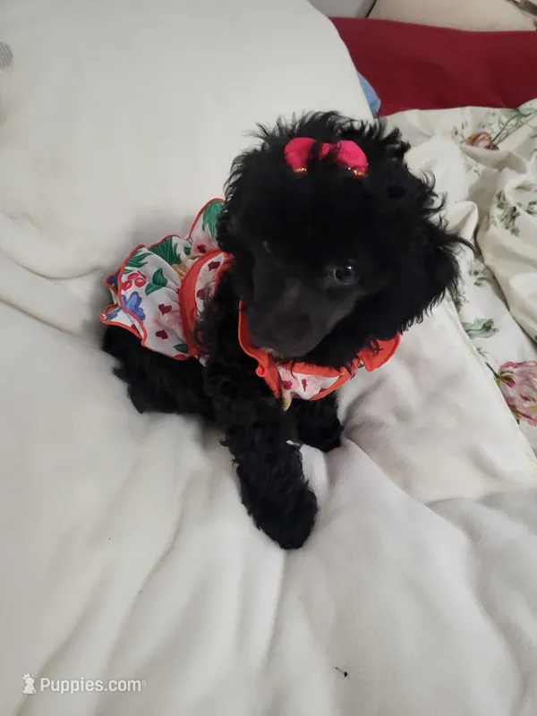 Beauty – Poodle - Toy  puppy for sale in Copperas Cove, TX