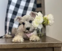 Lola, a female Miniature Schnauzer for sale in Hesperia, CA – 4 of 6