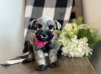 Lily, a female Miniature Schnauzer for sale in Hesperia, CA – 3 of 3