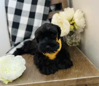 Roxy, a female Miniature Schnauzer for sale in Hesperia, CA – 4 of 5