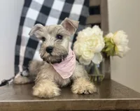 Lola, a female Miniature Schnauzer for sale in Hesperia, CA – 2 of 6