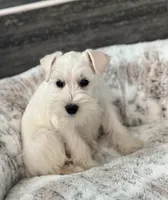 Casper, a male Miniature Schnauzer for sale in Hesperia, CA – 1 of 1