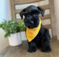 Bear, a male Miniature Schnauzer for sale in Hesperia, CA – 1 of 3