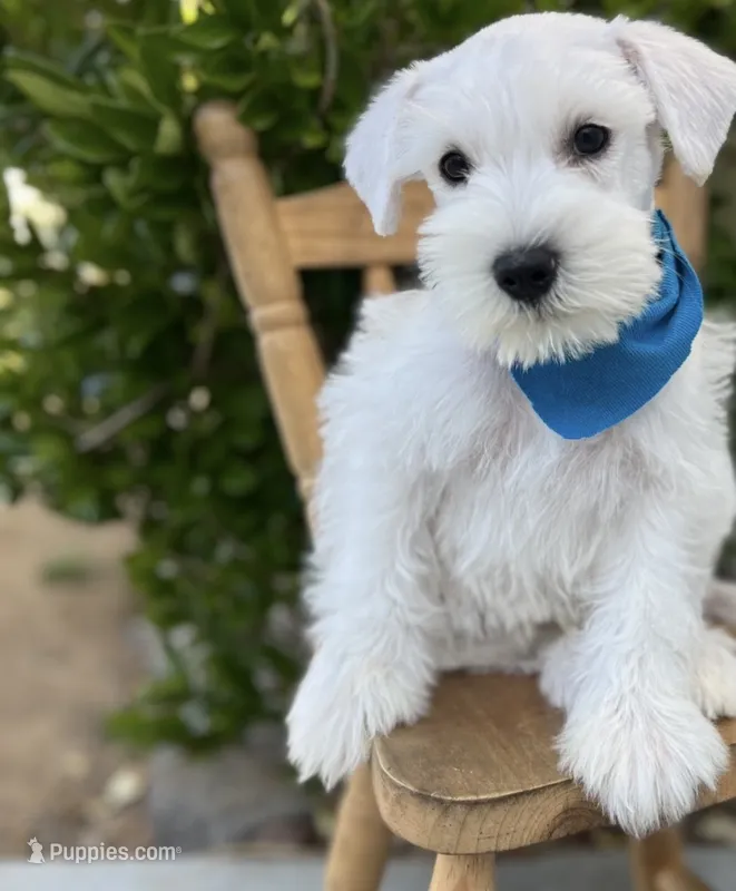 Jack, a male Miniature Schnauzer for sale in Hesperia, CA – 1 of 2