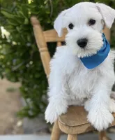 Jack, a male Miniature Schnauzer for sale in Hesperia, CA – 1 of 2