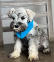 Bentley, a male Miniature Schnauzer for sale in Hesperia, CA – 2 of 3