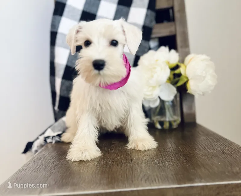 Rosy  – Miniature Schnauzer puppy for sale in Hesperia, CA