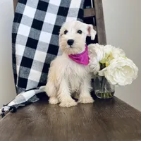 Rosy , a female Miniature Schnauzer for sale in Hesperia, CA – 2 of 3